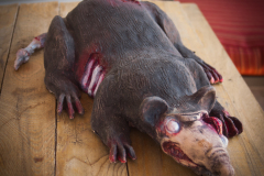 Zombie Rat